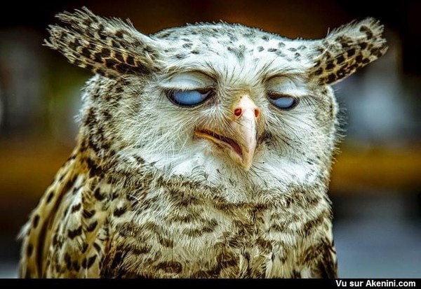 Oh la drôle de tête